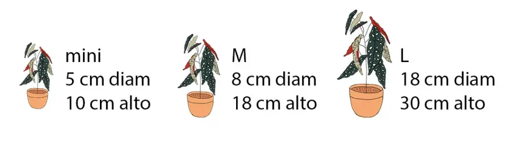 medidas-plantas
