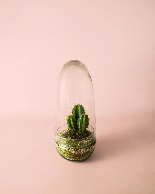 terrario-cactus