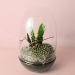 terrario-cactus-sanctuary