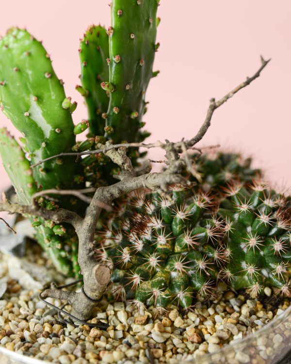 terrario-cactus-sanctuary-plantas