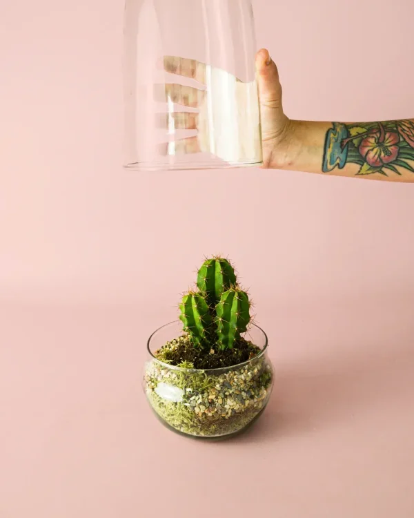 terrario-cactus1