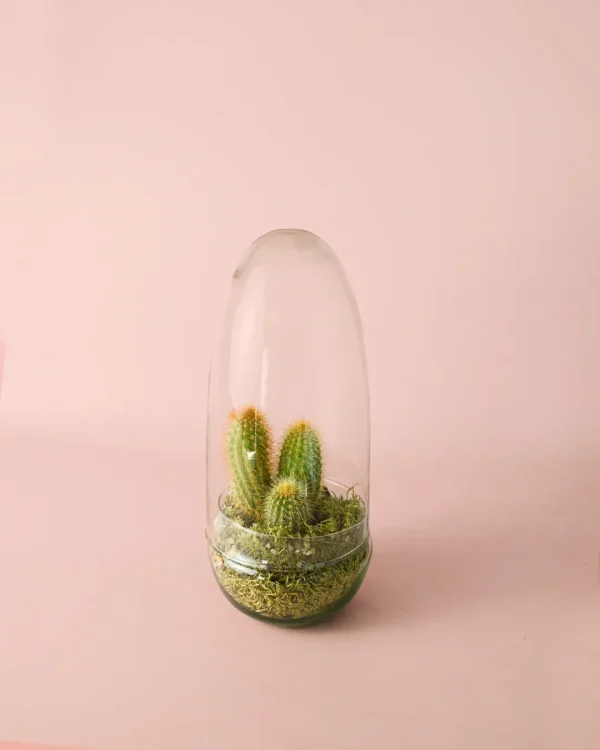 terrario-cactus3