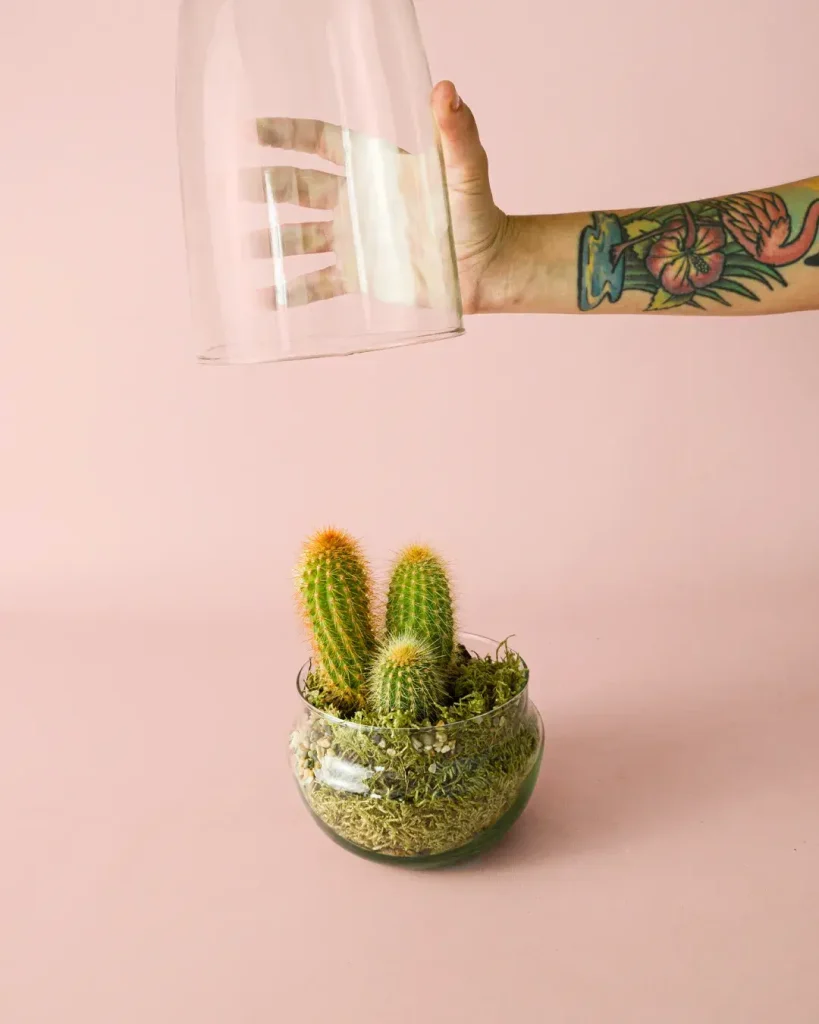 terrario-cactus3b