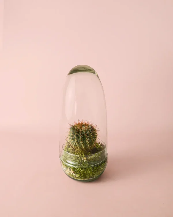 terrario-cactus4
