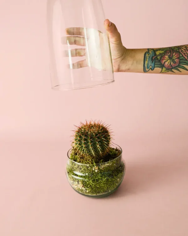 terrario-cactus4b
