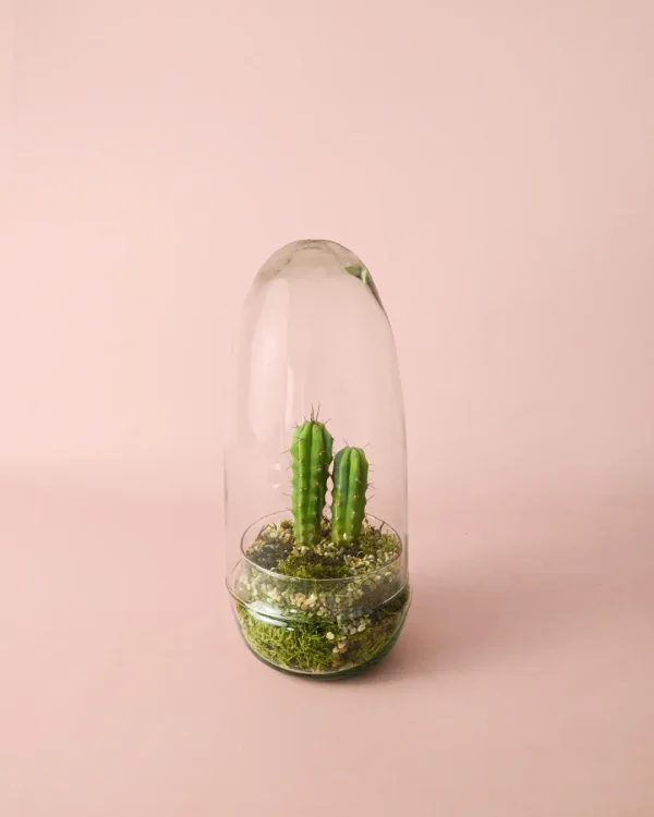 terrario-cactus5