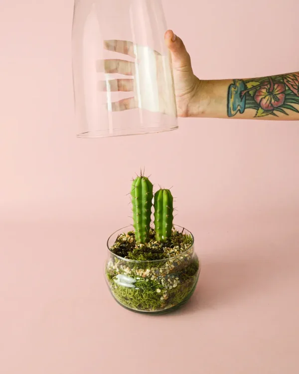 terrario-cactus5b