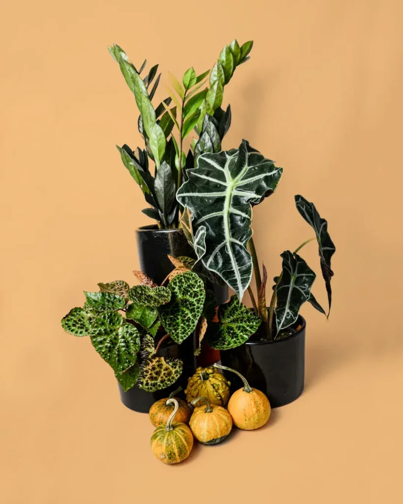halloween-plantas-oscuras