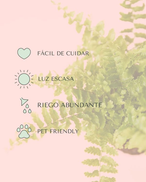 cuidados helecho mini