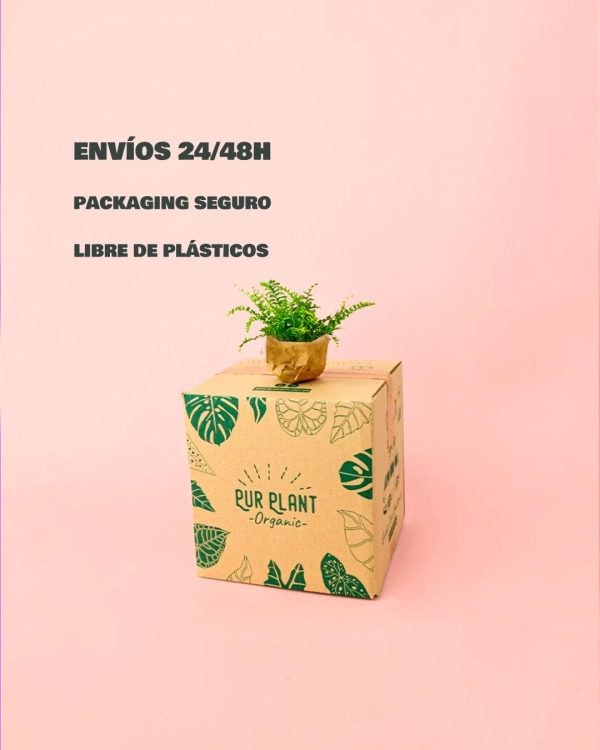 envios-seguros-helecho mini