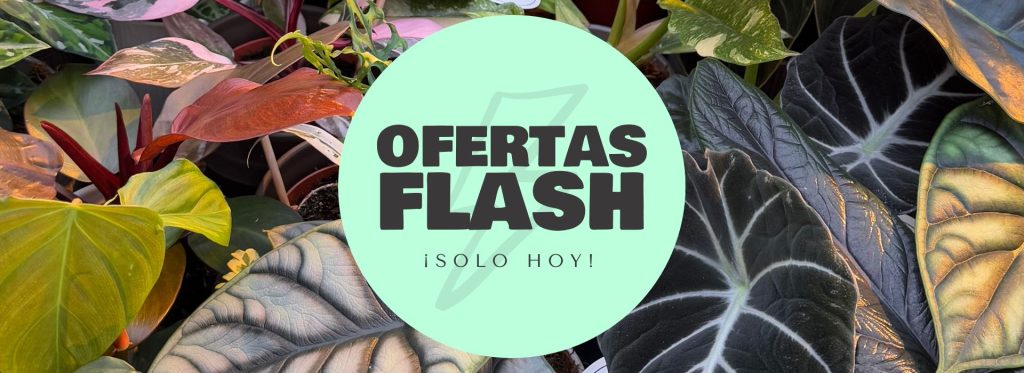 ofertas flash