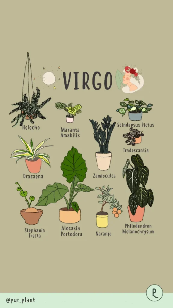 plantasvirgo