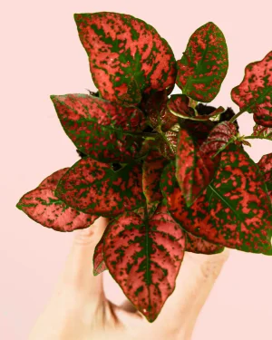 hypoestes-red-detalle