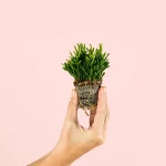 Rhipsalis Mini