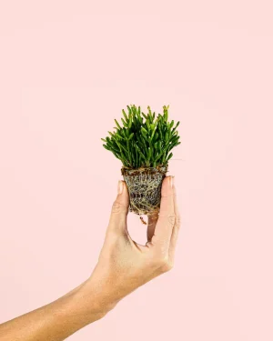 rhipsalis-cactus-mini