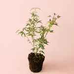 Arce Palmatum Butterfly Variegado