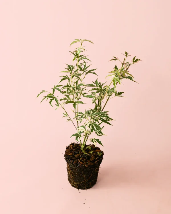 arce butterfly variegado