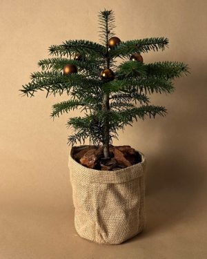 Abeto de Navidad – Abies Nordmann