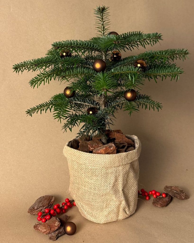 Abeto de Navidad – Abies Nordmann Navidad