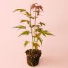 Acer-atropurpureum