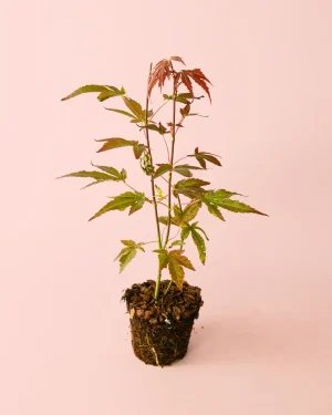 Acer atropurpureum