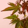 Acer-atropurpureum-hoja