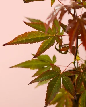 Acer atropurpureum-hoja