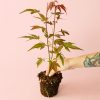 Acer-atropurpureum-planta