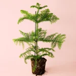 Araucaria heterophylla