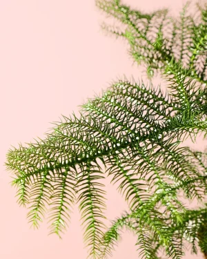 Araucaria heterophylla detalle