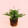 abeto-natural-navidad