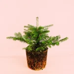 Abeto Natural de Navidad