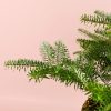 abeto-natural-navidad-hoja
