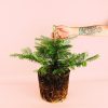 abeto-natural-navidad-planta
