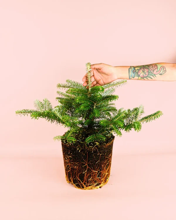 abeto-natural-noel