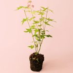 acer-palmatum-orangedream