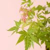 acer-palmatum-orangedream-hoja