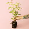 acer-palmatum-orangedream-planta