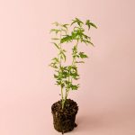 acerpalmatum-goingreen