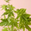 acerpalmatum-goingreen-hoja