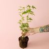 acerpalmatum-goingreen-planta