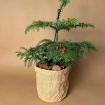 araucaria-heterophylla- arbol navidad