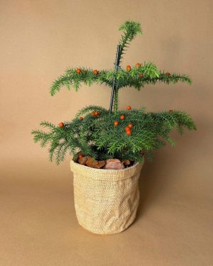 araucaria-heterophylla- arbol navidad