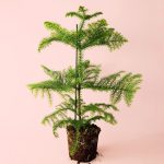 araucaria-heterophylla