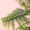 araucaria-heterophylla-hoja