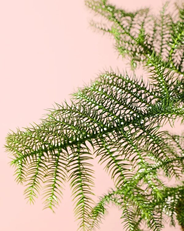 araucaria-heterophylla-hoja