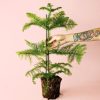 araucaria-heterophylla-planta