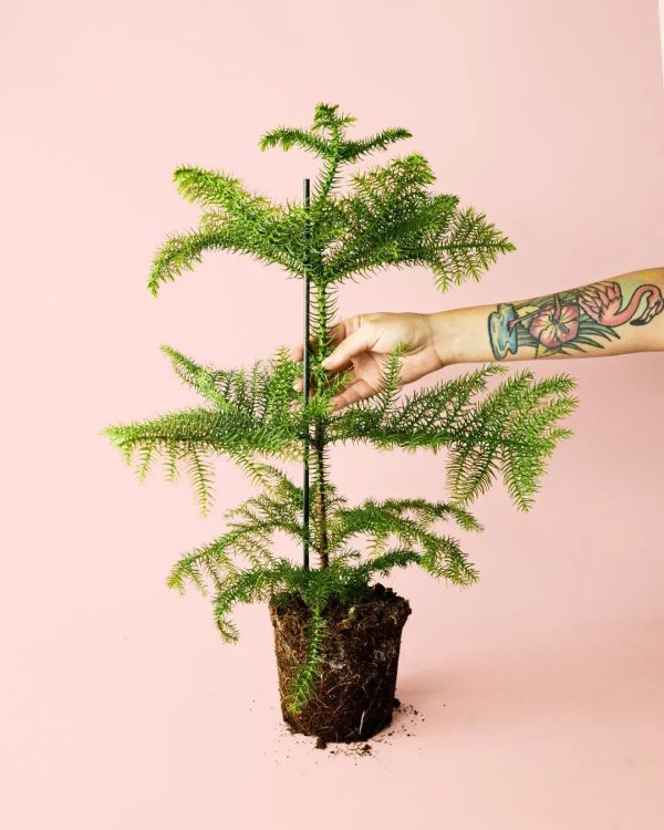 araucaria-heterophylla-planta