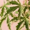 arce-palmatum-butterfly-variegado-hoja