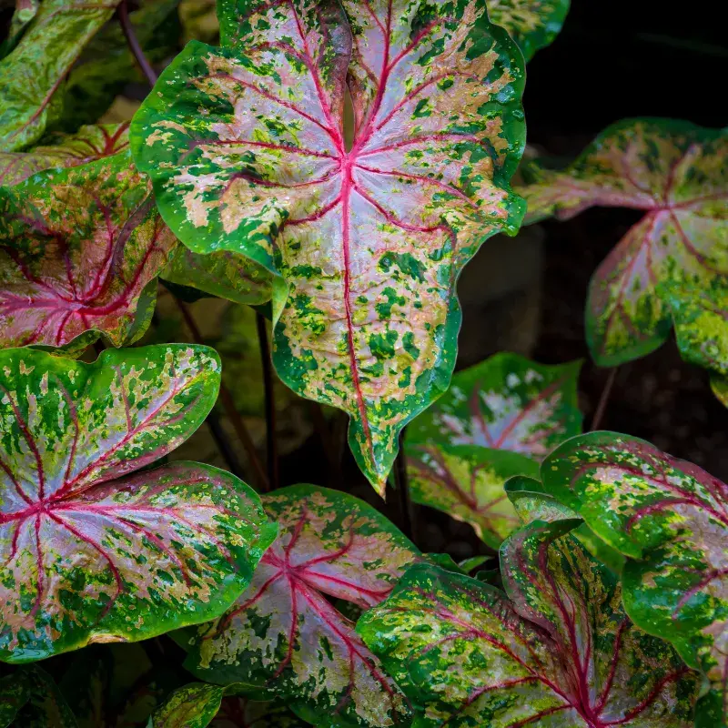 caladium-problemas